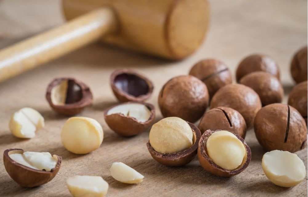 خرید فندق افریقایی + قیمت فروش استثنایی